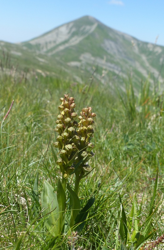 La Nigritella widderi a Pizzo di Sevo e Cima Lepri  -  luglio 2025